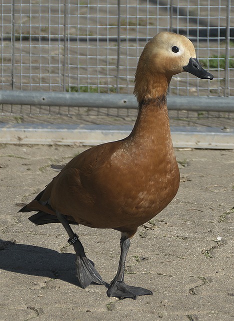 赛季方向